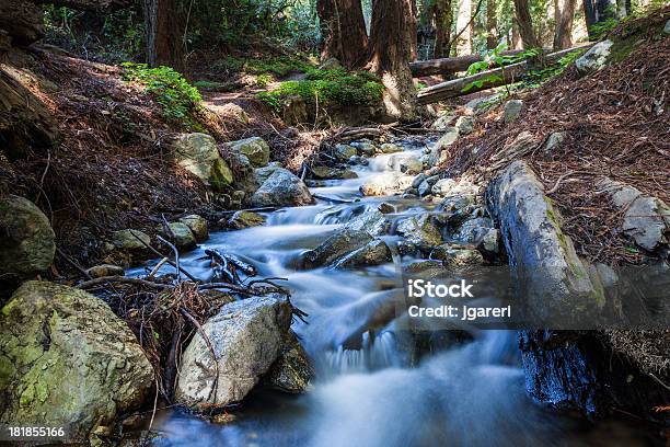 الرئيسية small stream and mighty rredwood trees at julia pfeiffer burns state park